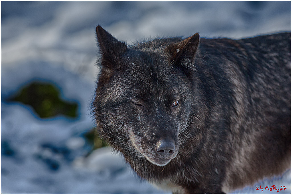 Timberwolf - Polarwolf Kasselburg, 18.02.2018