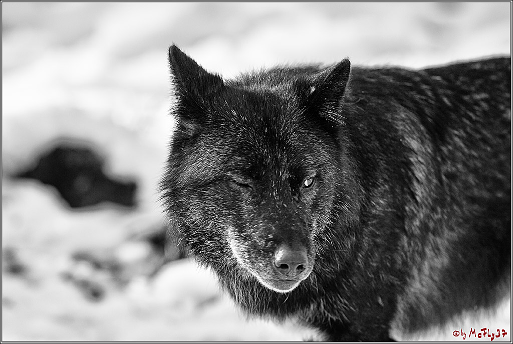 Timberwolf - Polarwolf Kasselburg, 18.02.2018