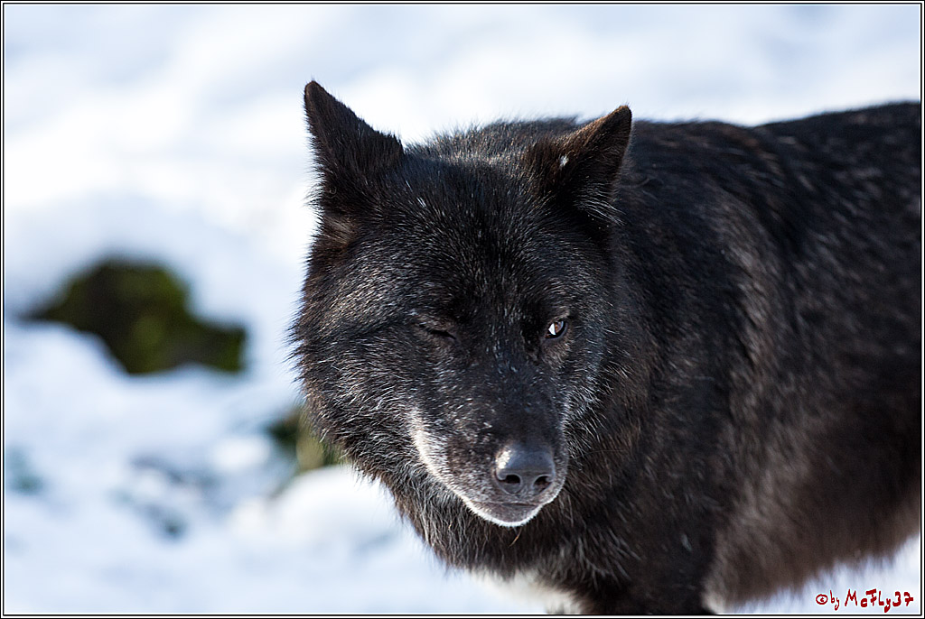 Timberwolf - Polarwolf Kasselburg, 18.02.2018
