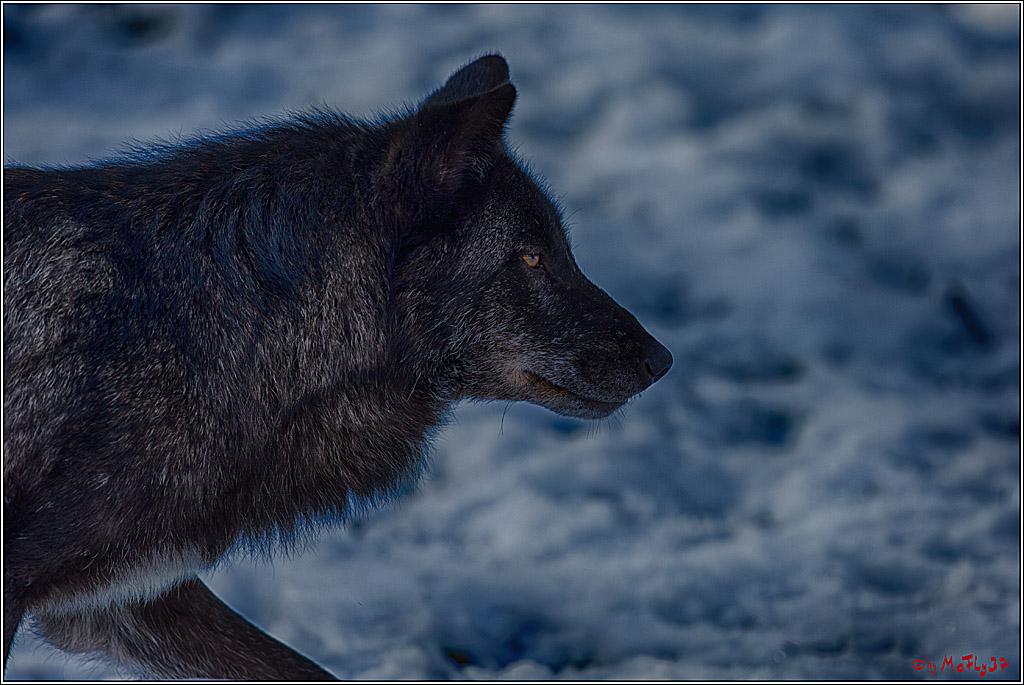 Timberwolf - Polarwolf Kasselburg, 18.02.2018