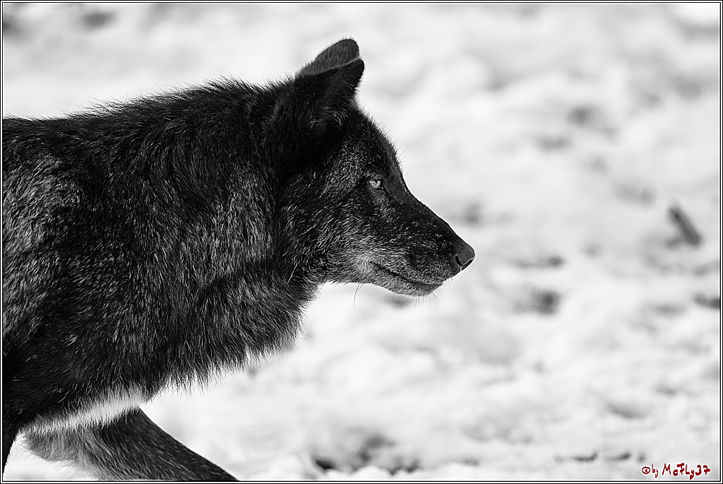 Timberwolf - Polarwolf Kasselburg, 18.02.2018
