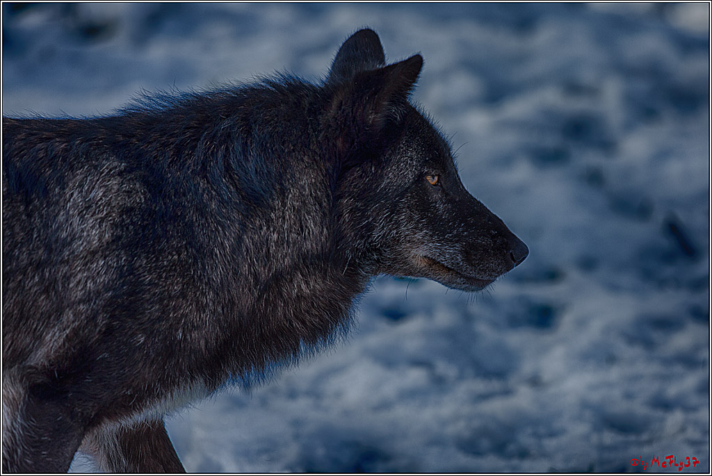 Timberwolf - Polarwolf Kasselburg, 18.02.2018