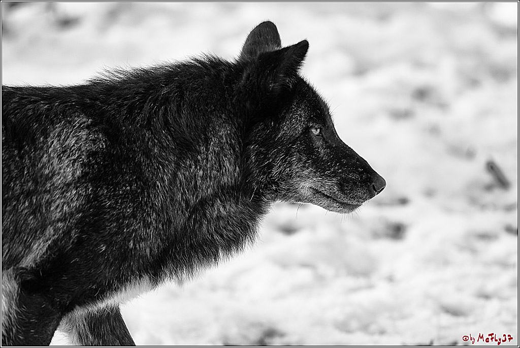 Timberwolf - Polarwolf Kasselburg, 18.02.2018