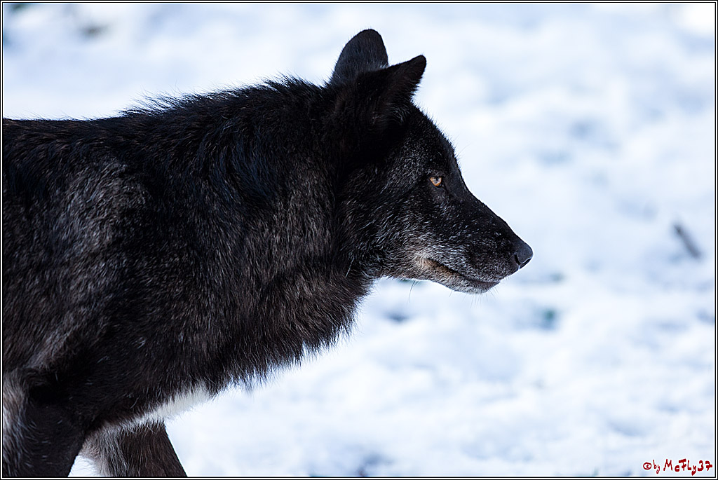Timberwolf - Polarwolf Kasselburg, 18.02.2018