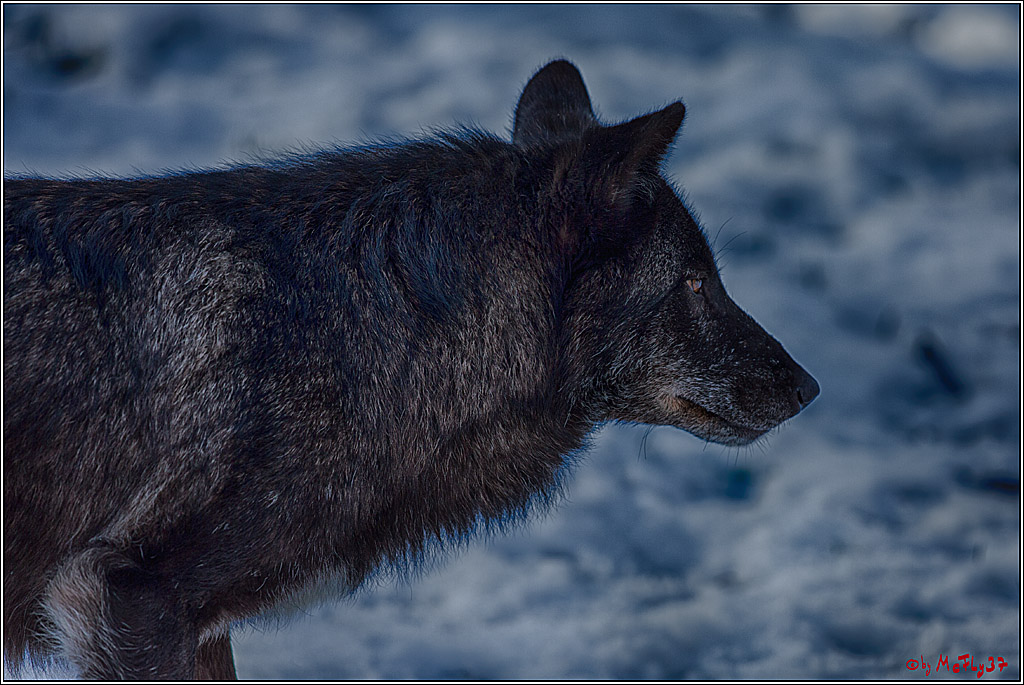 Timberwolf - Polarwolf Kasselburg, 18.02.2018