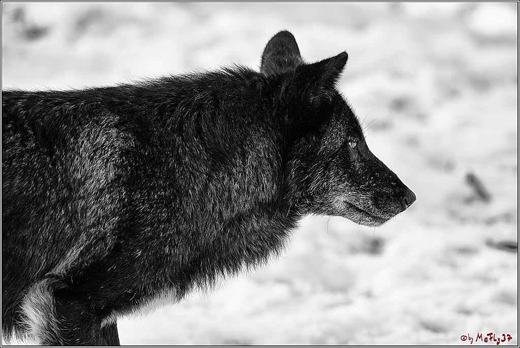 Timberwolf - Polarwolf Kasselburg, 18.02.2018