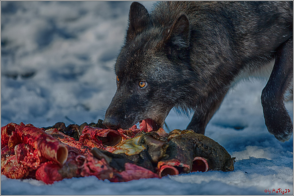 Timberwolf - Polarwolf Kasselburg, 18.02.2018