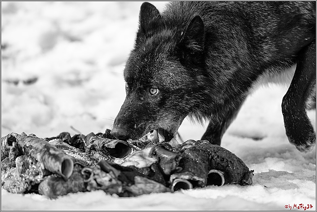 Timberwolf - Polarwolf Kasselburg, 18.02.2018