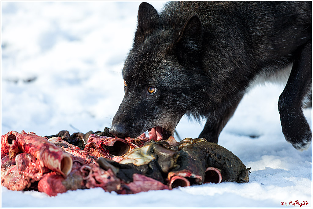 Timberwolf - Polarwolf Kasselburg, 18.02.2018