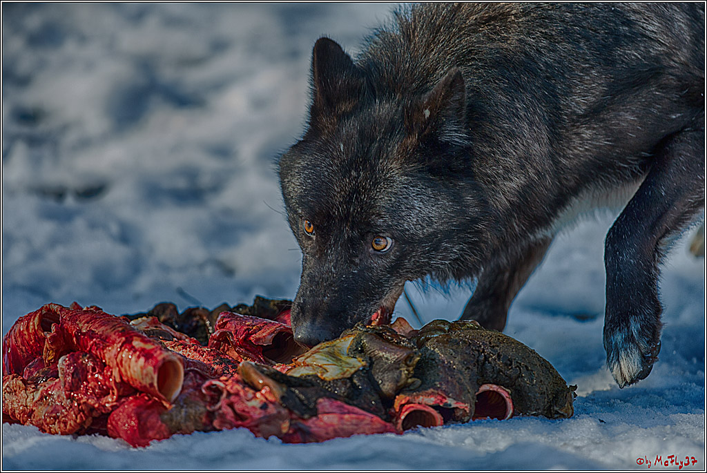 Timberwolf - Polarwolf Kasselburg, 18.02.2018