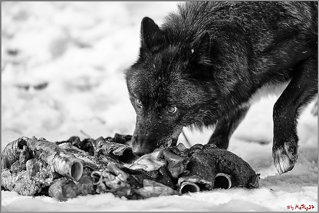 Timberwolf - Polarwolf Kasselburg, 18.02.2018
