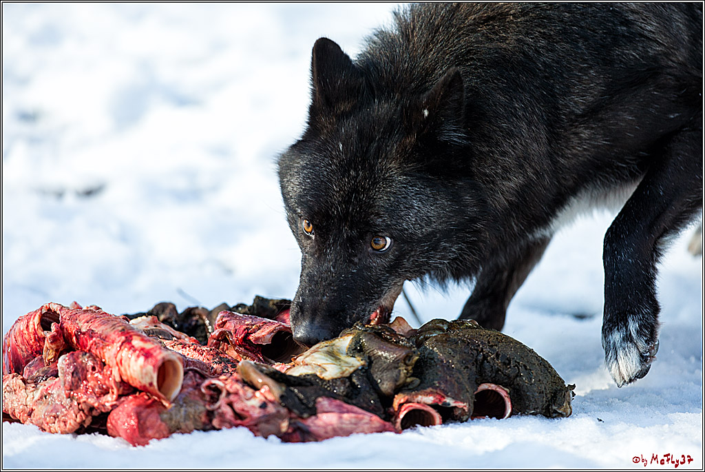 Timberwolf - Polarwolf Kasselburg, 18.02.2018
