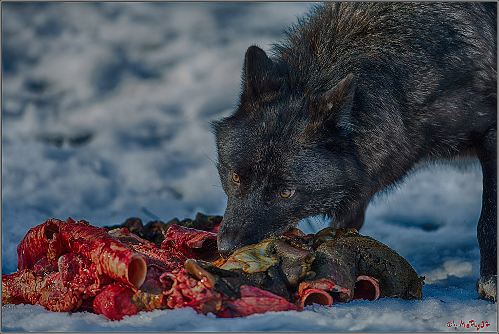 Timberwolf - Polarwolf Kasselburg, 18.02.2018