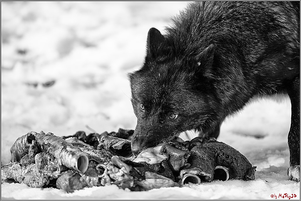 Timberwolf - Polarwolf Kasselburg, 18.02.2018