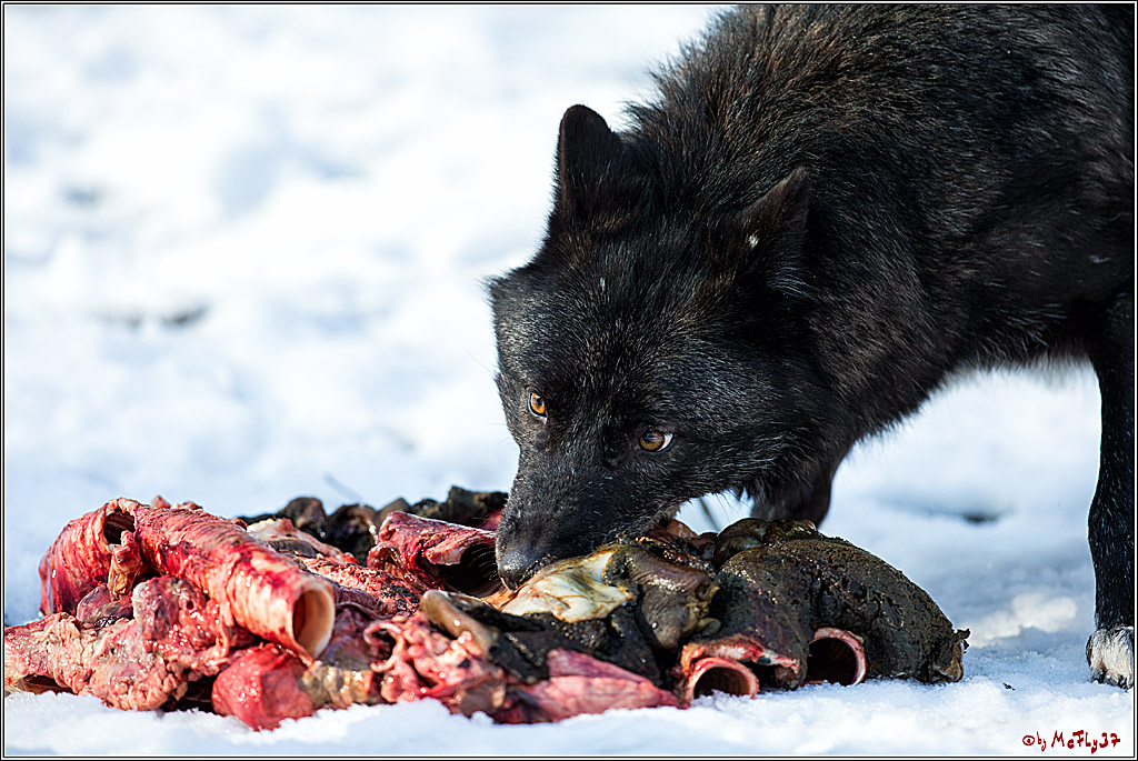 Timberwolf - Polarwolf Kasselburg, 18.02.2018