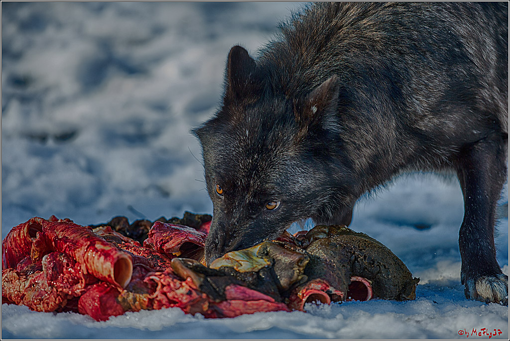 Timberwolf - Polarwolf Kasselburg, 18.02.2018