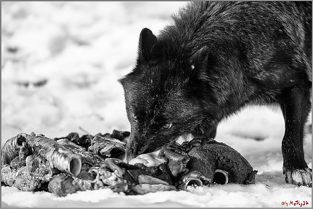Timberwolf - Polarwolf Kasselburg, 18.02.2018