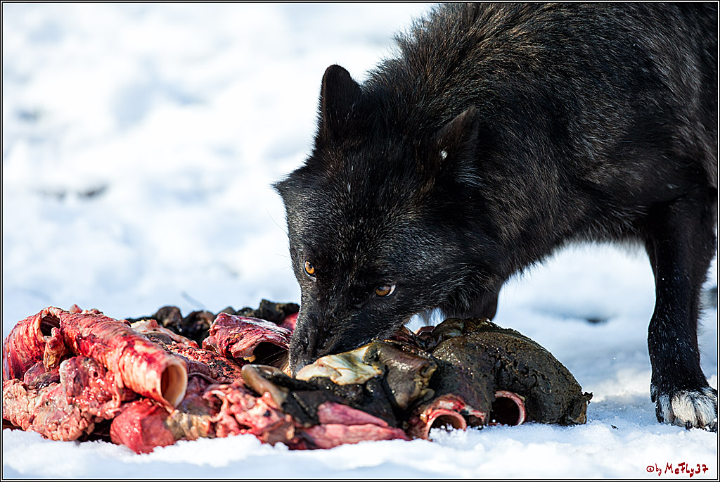 Timberwolf - Polarwolf Kasselburg, 18.02.2018