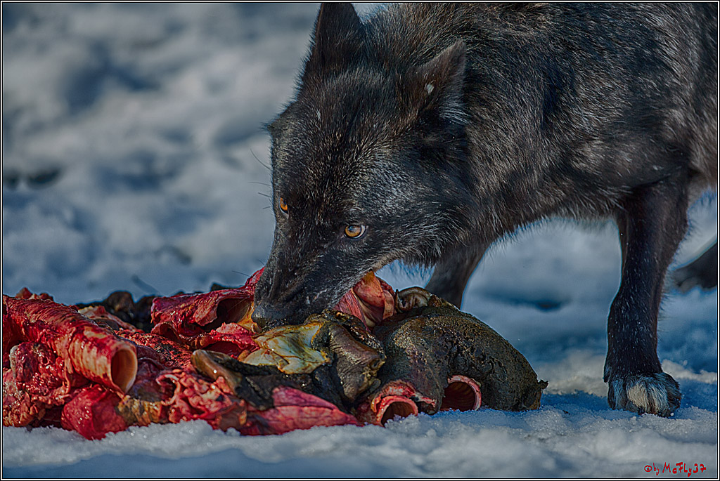 Timberwolf - Polarwolf Kasselburg, 18.02.2018