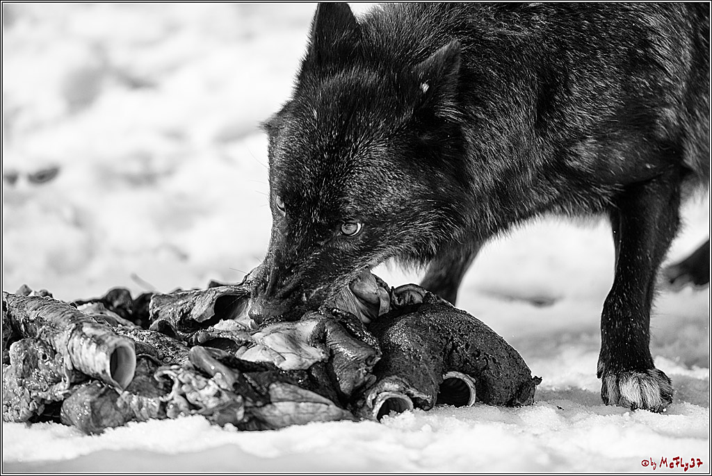 Timberwolf - Polarwolf Kasselburg, 18.02.2018