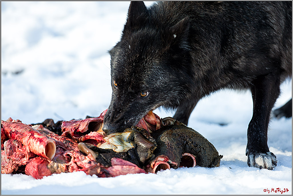 Timberwolf - Polarwolf Kasselburg, 18.02.2018