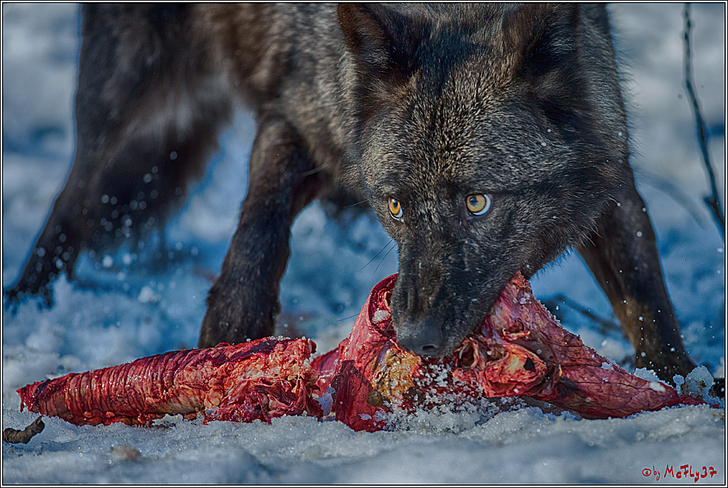 Timberwolf - Polarwolf Kasselburg, 18.02.2018