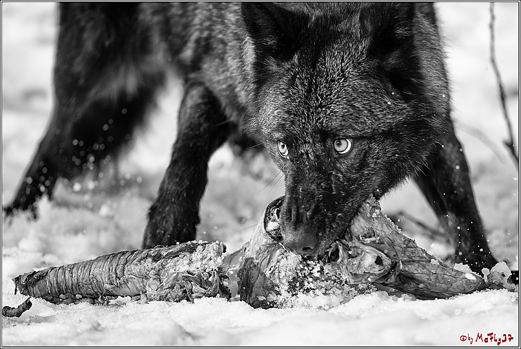 Timberwolf - Polarwolf Kasselburg, 18.02.2018