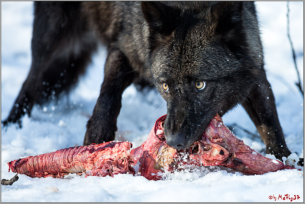 Timberwolf - Polarwolf Kasselburg, 18.02.2018