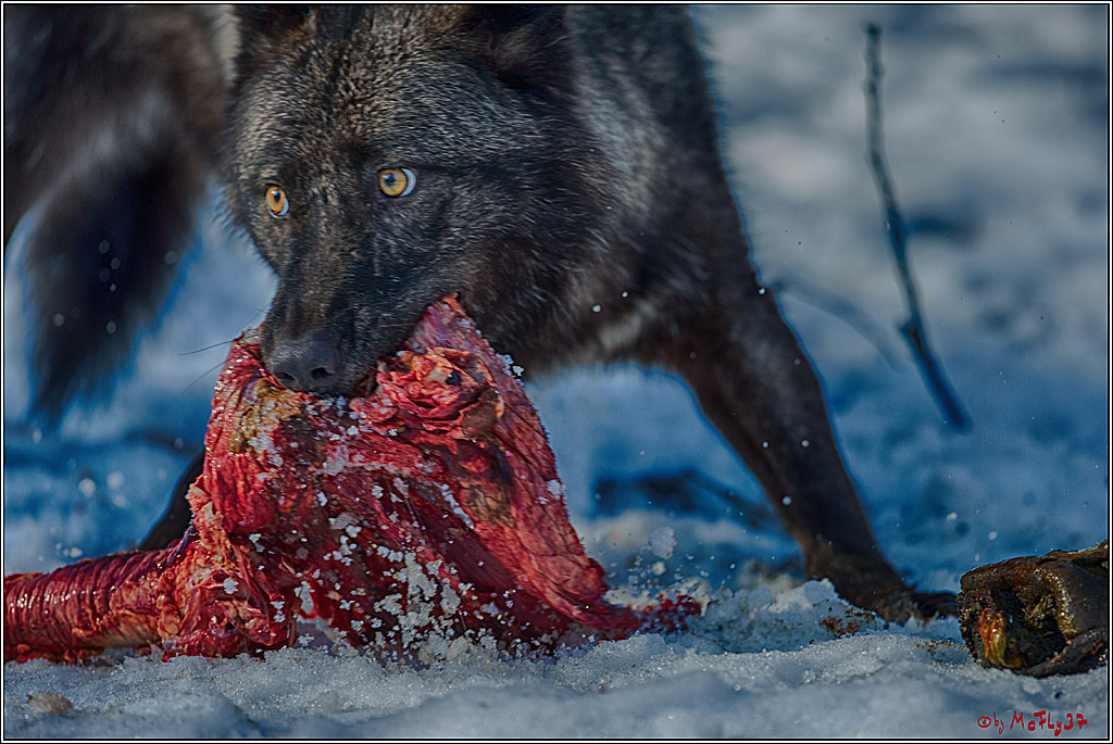 Timberwolf - Polarwolf Kasselburg, 18.02.2018