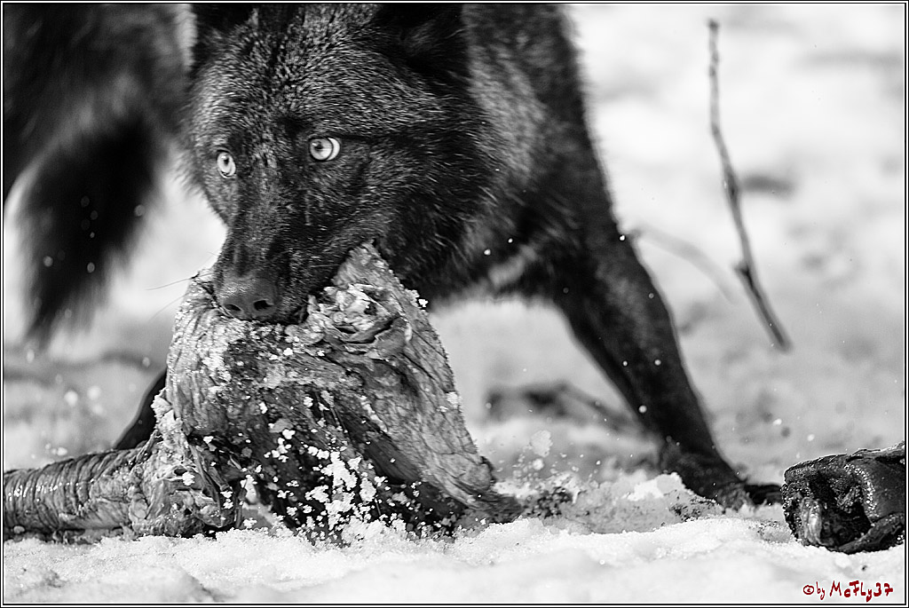 Timberwolf - Polarwolf Kasselburg, 18.02.2018