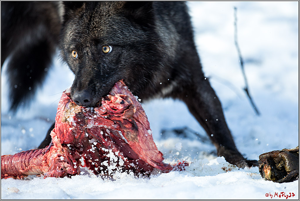 Timberwolf - Polarwolf Kasselburg, 18.02.2018