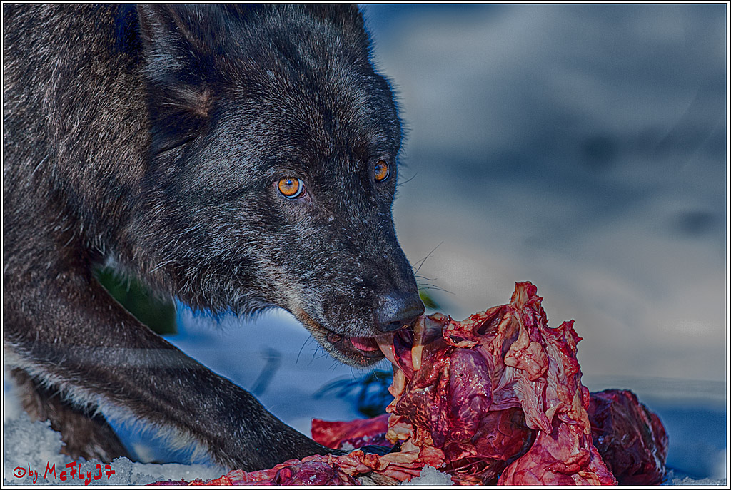 Timberwolf - Polarwolf Kasselburg, 18.02.2018