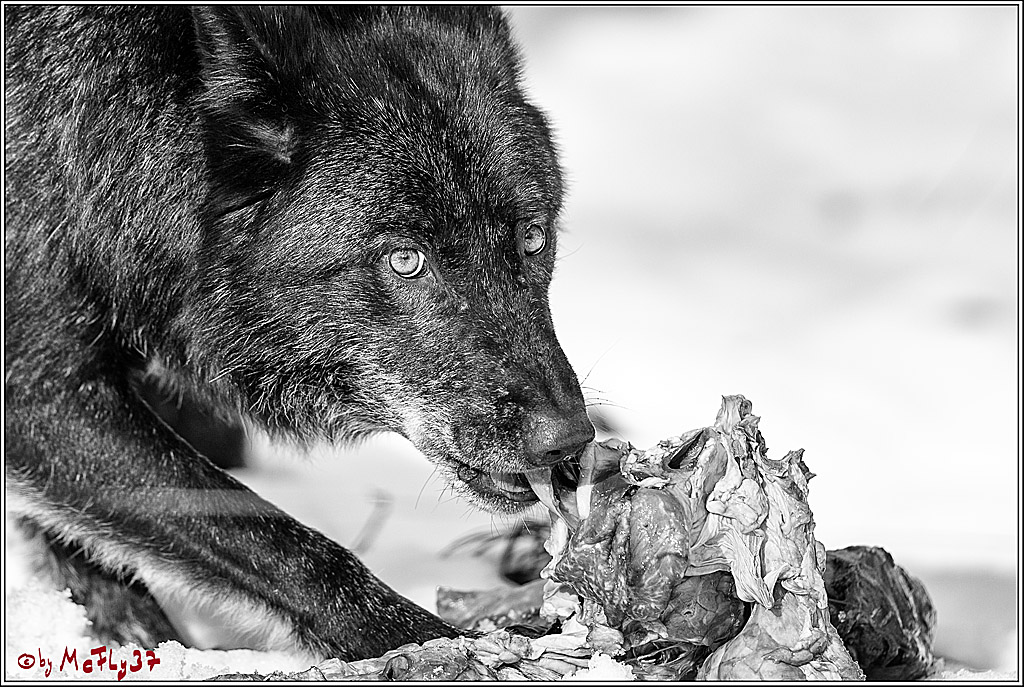 Timberwolf - Polarwolf Kasselburg, 18.02.2018