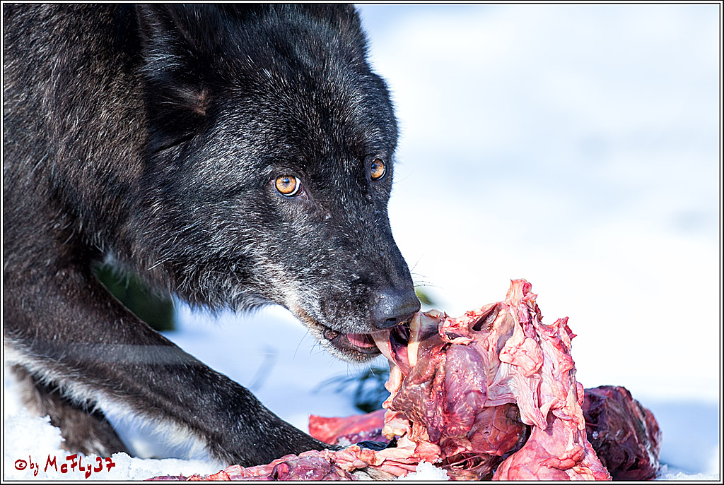 Timberwolf - Polarwolf Kasselburg, 18.02.2018