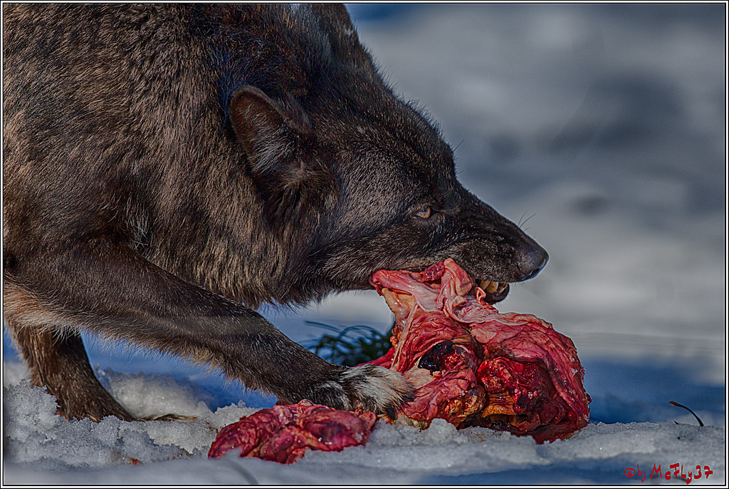 Timberwolf - Polarwolf Kasselburg, 18.02.2018