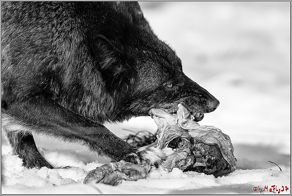 Timberwolf - Polarwolf Kasselburg, 18.02.2018