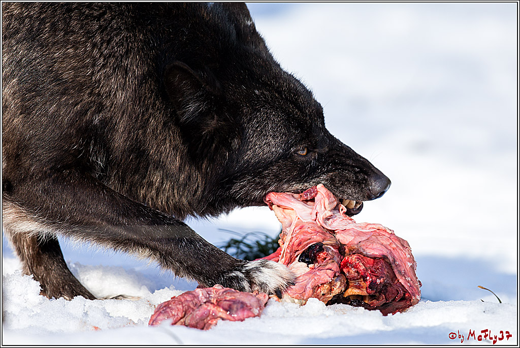 Timberwolf - Polarwolf Kasselburg, 18.02.2018