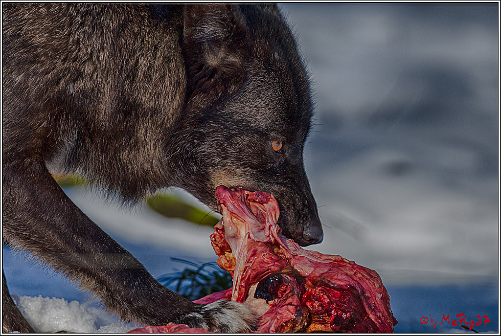 Timberwolf - Polarwolf Kasselburg, 18.02.2018