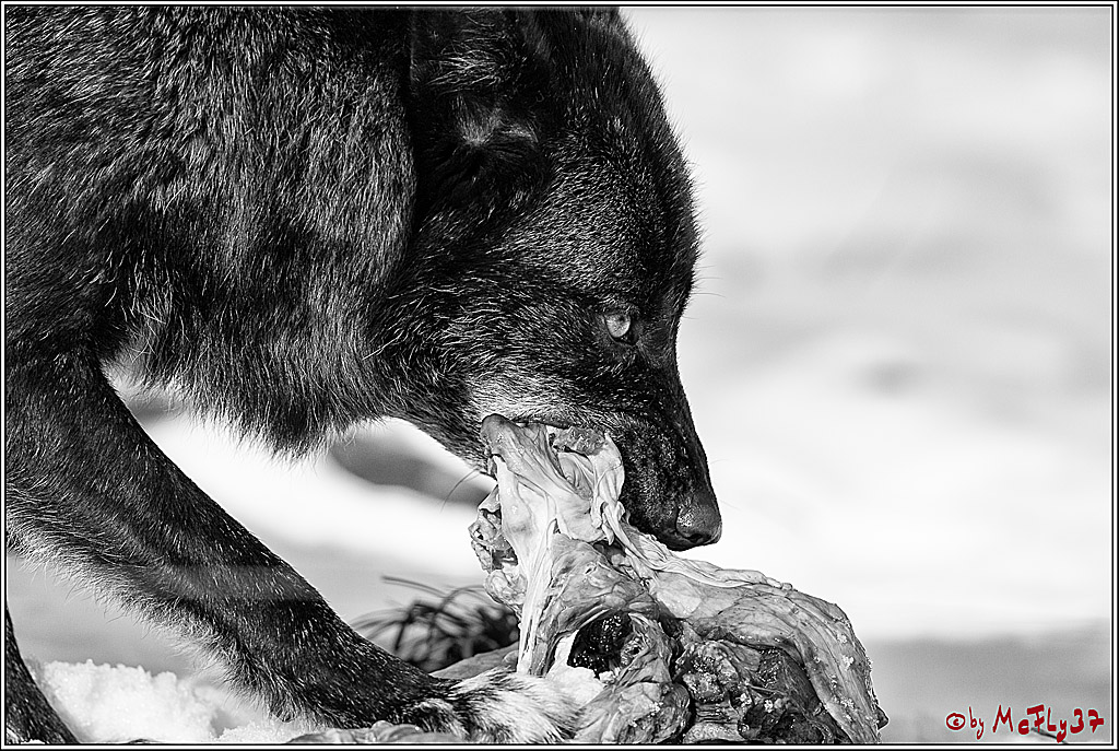 Timberwolf - Polarwolf Kasselburg, 18.02.2018