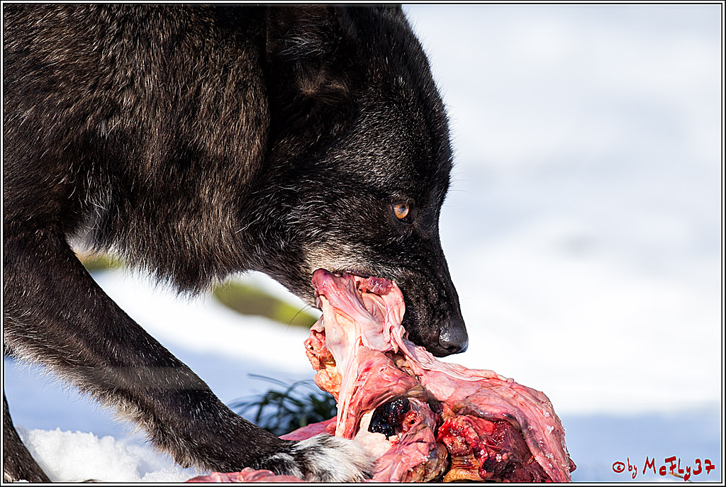 Timberwolf - Polarwolf Kasselburg, 18.02.2018