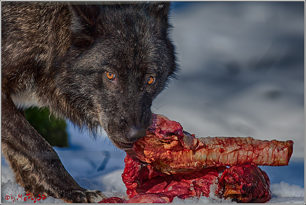 Timberwolf - Polarwolf Kasselburg, 18.02.2018