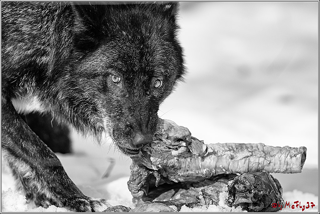 Timberwolf - Polarwolf Kasselburg, 18.02.2018