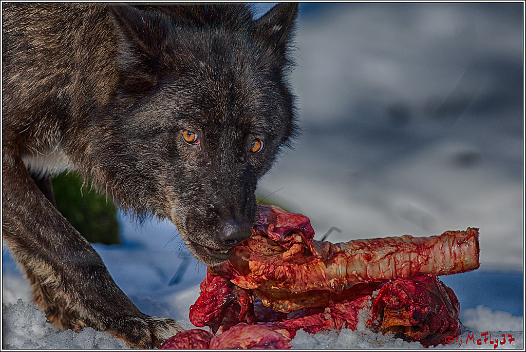 Timberwolf - Polarwolf Kasselburg, 18.02.2018