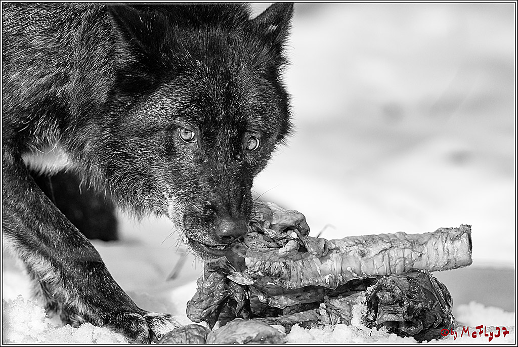 Timberwolf - Polarwolf Kasselburg, 18.02.2018
