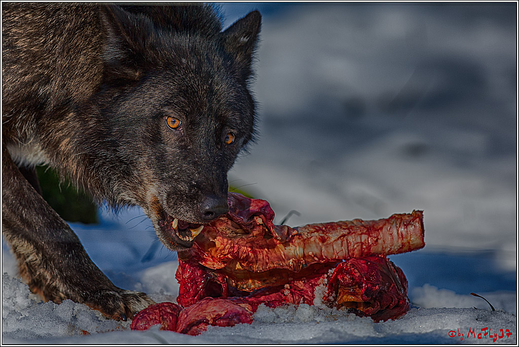 Timberwolf - Polarwolf Kasselburg, 18.02.2018