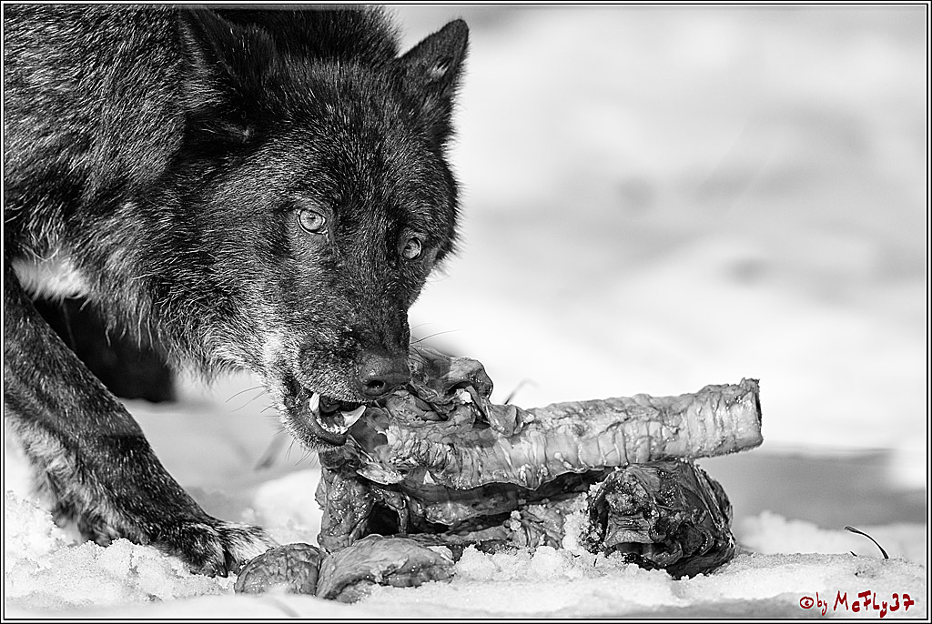 Timberwolf - Polarwolf Kasselburg, 18.02.2018