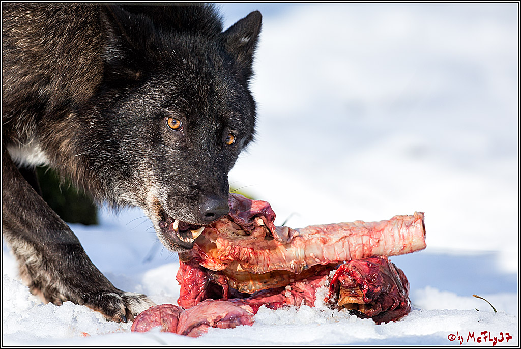 Timberwolf - Polarwolf Kasselburg, 18.02.2018