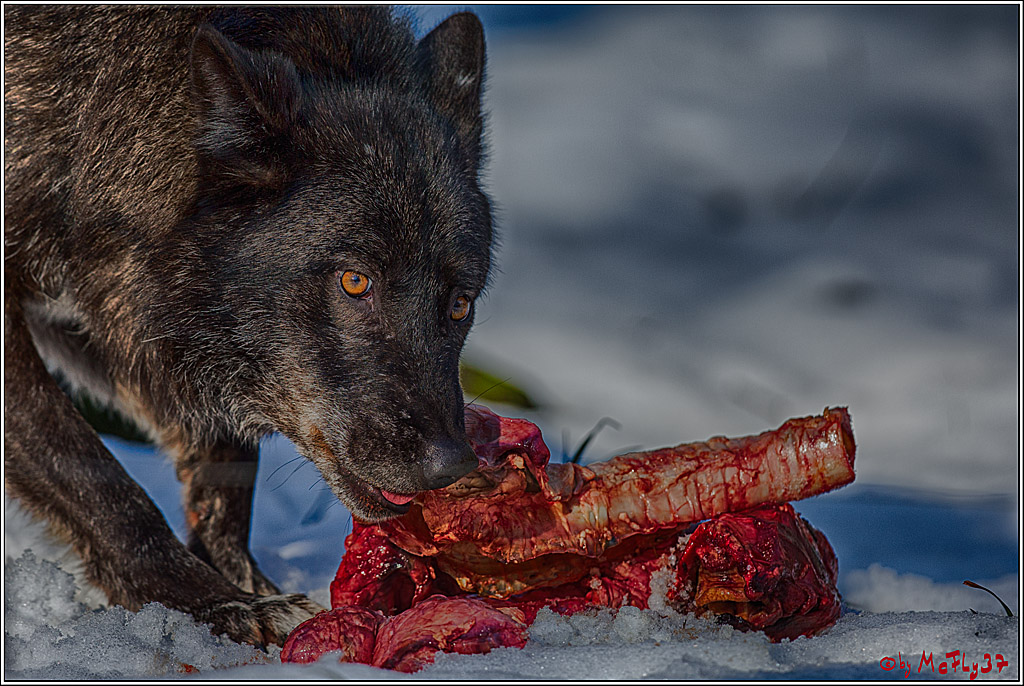Timberwolf - Polarwolf Kasselburg, 18.02.2018