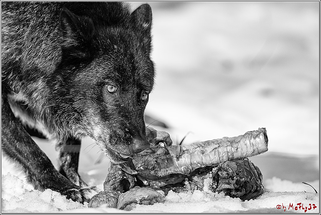 Timberwolf - Polarwolf Kasselburg, 18.02.2018