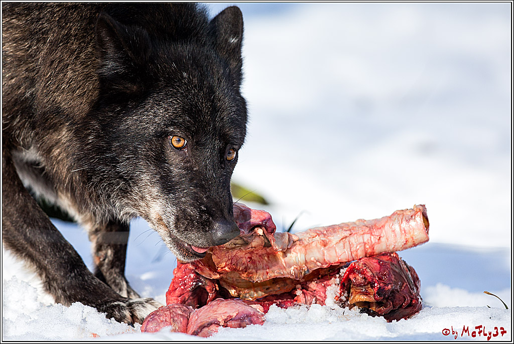 Timberwolf - Polarwolf Kasselburg, 18.02.2018